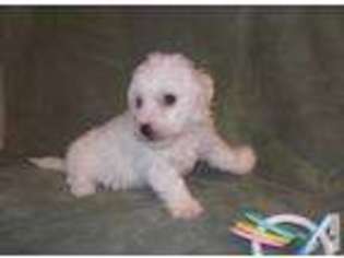 Bichon Frise Puppy for sale in WENTWORTH, MO, USA