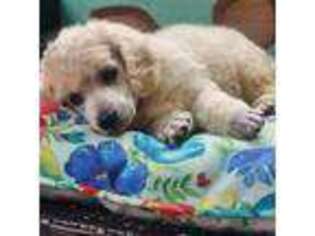 Mutt Puppy for sale in Louisa, VA, USA