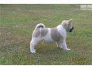 Akita Puppy for sale in Saint Cloud, MN, USA