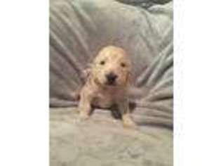 Goldendoodle Puppy for sale in Madison, AL, USA