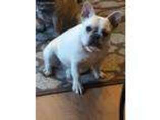 French Bulldog Puppy for sale in Homeworth, OH, USA