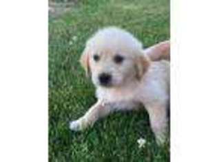 Golden Retriever Puppy for sale in Sturgis, MI, USA