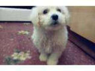 Bichon Frise Puppy for sale in Bel Air, MD, USA