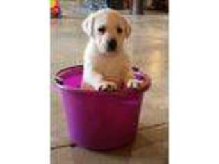 Labrador Retriever Puppy for sale in Woodburn, IN, USA