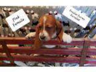 Basset Hound Puppy for sale in Payneville, KY, USA