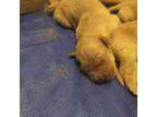 Golden Retriever Puppy for sale in Suffield, CT, USA