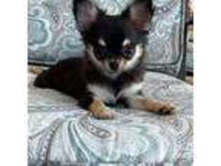 Chihuahua Puppy for sale in Oviedo, FL, USA