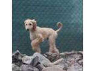 Afghan Hound Puppy for sale in Unknown, , USA