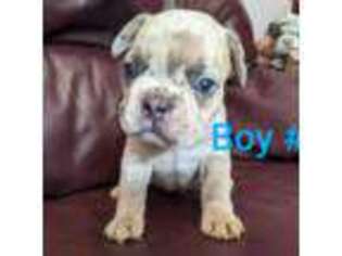 French Bulldog Puppy for sale in Brigham City, UT, USA