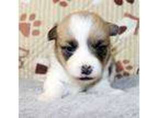 Pembroke Welsh Corgi Puppy for sale in Harmony, NC, USA