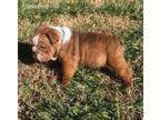 Bulldog Puppy for sale in Sandston, VA, USA
