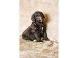 Labradoodle Puppy for sale in Aumsville, OR, USA