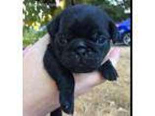 Pug Puppy for sale in Beaverton, OR, USA