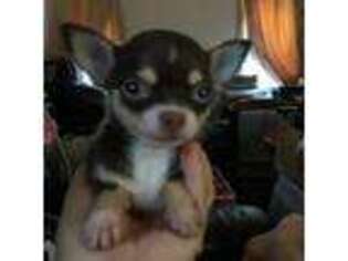 Chihuahua Puppy for sale in Brooksville, FL, USA