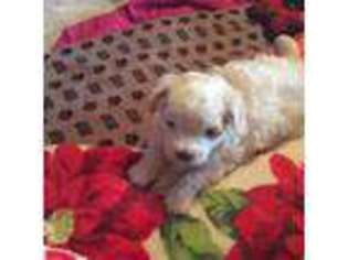 Maltese Puppy for sale in Lynchburg, VA, USA