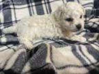 Bichon Frise Puppy for sale in Britton, SD, USA