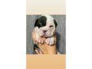 Bulldog Puppy for sale in Marietta, GA, USA
