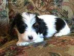 Cavachon Puppy for sale in Argos, IN, USA