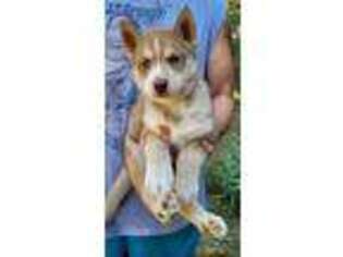 Siberian Husky Puppy for sale in Goochland, VA, USA