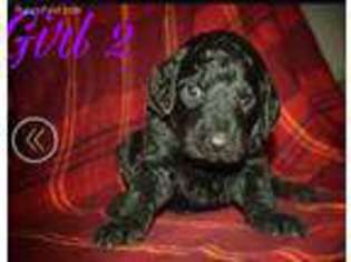 Goldendoodle Puppy for sale in Union City, IN, USA