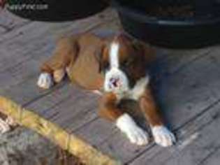 Boxer Puppy for sale in Maitland, FL, USA