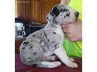 Great Dane Puppy for sale in Fremont, MI, USA