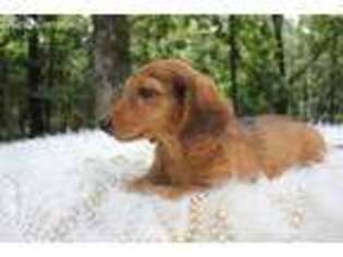 Dachshund Puppy for sale in Granby, MO, USA
