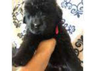 Newfoundland Puppy for sale in Streetman, TX, USA