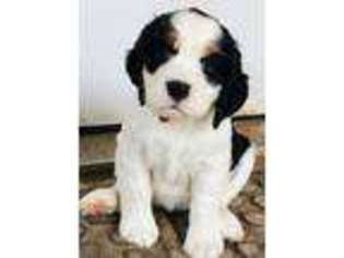 English Springer Spaniel Puppy for sale in Livingston, TN, USA