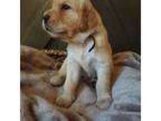 Golden Retriever Puppy for sale in Woodbridge, VA, USA
