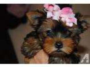 Yorkshire Terrier Puppy for sale in NEBRASKA CITY, NE, USA