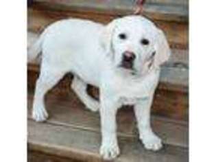 Labrador Retriever Puppy for sale in Warner Springs, CA, USA