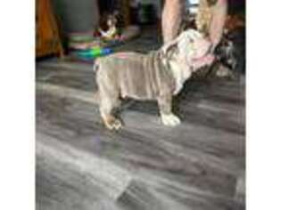 Bulldog Puppy for sale in Momence, IL, USA