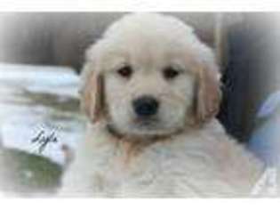Golden Retriever Puppy for sale in MERCER, PA, USA