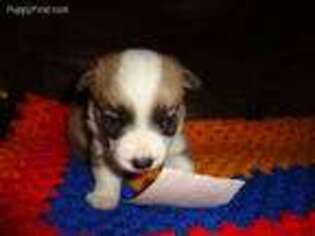 Pembroke Welsh Corgi Puppy for sale in Cardington, OH, USA