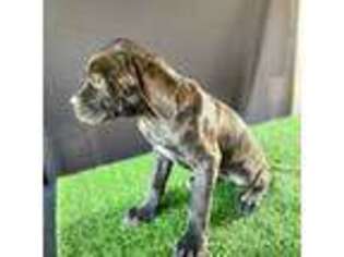 Cane Corso Puppy for sale in Fontana, CA, USA
