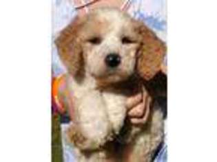Goldendoodle Puppy for sale in Corunna, IN, USA