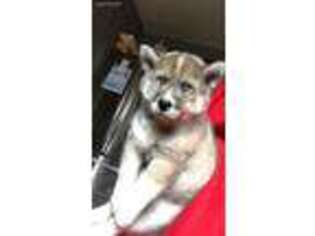 Siberian Husky Puppy for sale in Auburn Hills, MI, USA