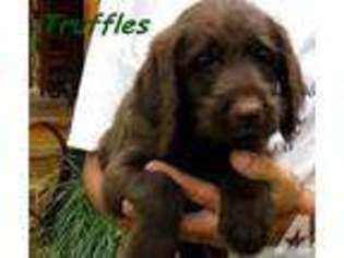 Labradoodle Puppy for sale in ROGERS, AR, USA