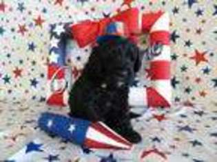 Goldendoodle Puppy for sale in Halifax, PA, USA