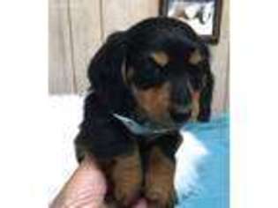 Dachshund Puppy for sale in Live Oak, FL, USA