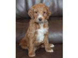 Mutt Puppy for sale in Clay Springs, AZ, USA