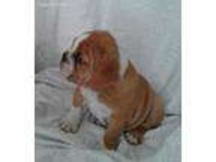 Bulldog Puppy for sale in Bel Air, MD, USA