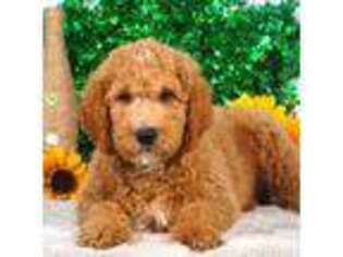 Goldendoodle Puppy for sale in Bristol, IN, USA