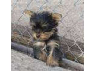 Yorkshire Terrier Puppy for sale in Grant, NE, USA