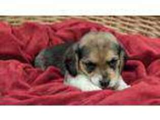 Beagle Puppy for sale in Bethel, PA, USA