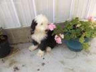 Old English Sheepdog Puppy for sale in Newberry, IN, USA