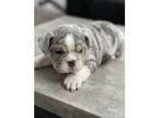 Bulldog Puppy for sale in Longmont, CO, USA