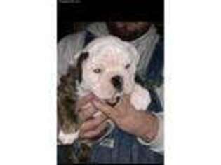 Bulldog Puppy for sale in Raynham, MA, USA