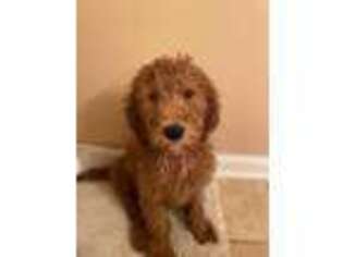 Goldendoodle Puppy for sale in Granite Falls, NC, USA